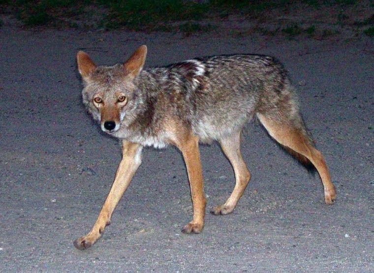 Coyotes
